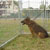 Dog Run Kennel - Academy Fence Company