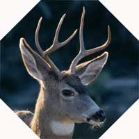 vinyl coated deer fence